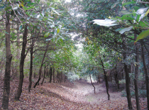 月季 北京 花卉