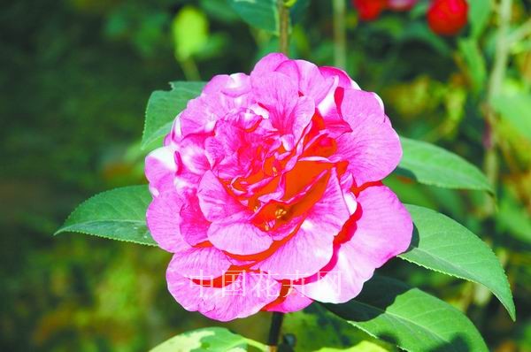 山茶 品種 植物