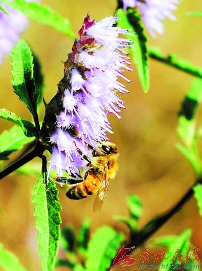 安徽 銅草花 植物