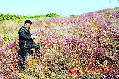 安徽 銅草花 植物
