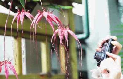 寒蘭 上海 植物園