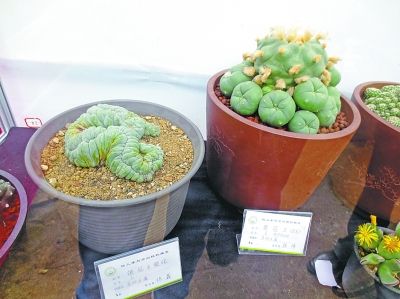 多肉植物 根雕 展覽