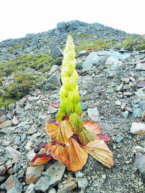 環境 高山植物 綠化