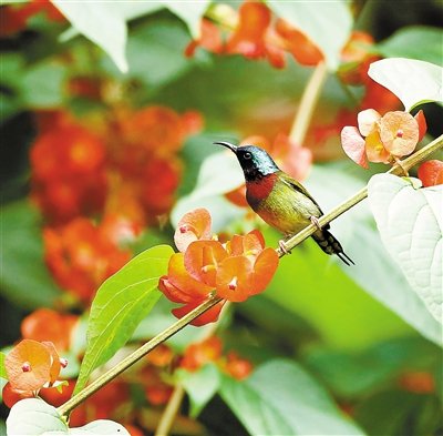 梅林公園 冬紅 太陽鳥 中國風(fēng)景園林網(wǎng)