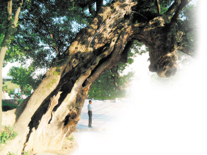 長沙 古樹 綠化