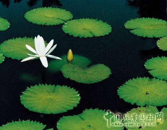 劉秀晨 綠色的云 公園設計 中國風景園林網