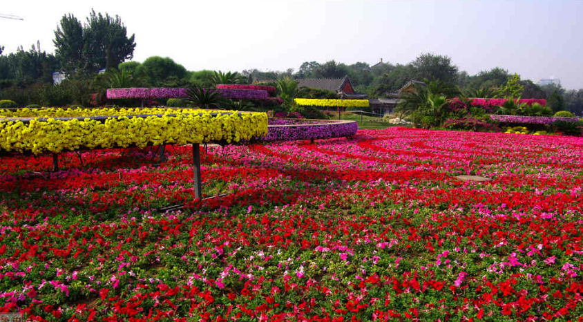 劉秀晨 綠色的云 石景山 綠色 園林城市 中國風景園林網