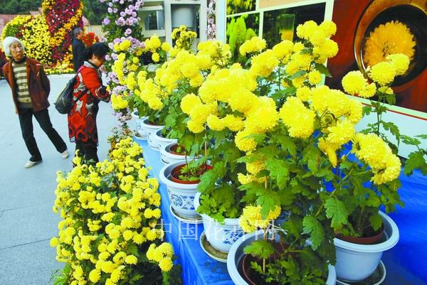 成都 菊花 展覽