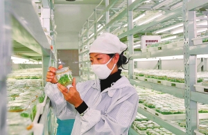 云南 克隆 花卉