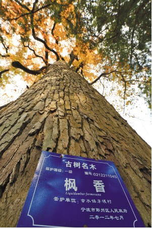 茅鑊 古樹 古村