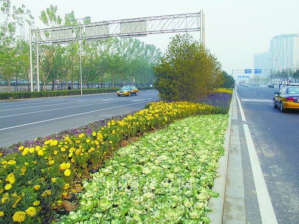 冬季綠化 羽衣甘藍 耐寒植物