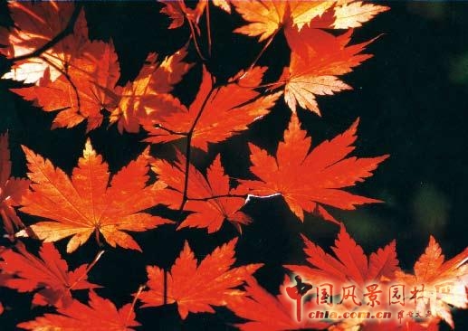 劉秀晨 綠色的云 古城 花園化建設 居住區綠化 中國風景園林網