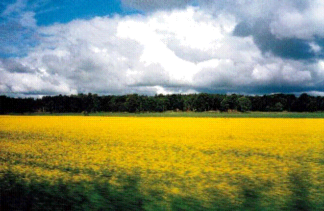 劉秀晨 綠色的云 低碳 國土綠化 城市園林 中國風景園林網