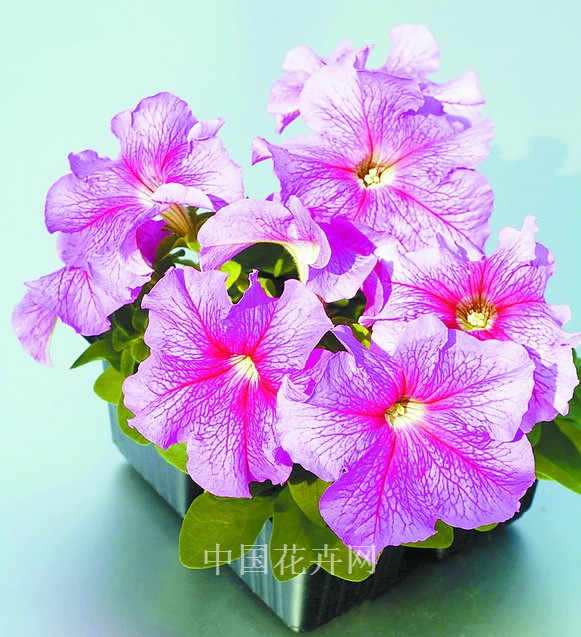 新優花卉 大花牽牛 南非萬壽菊