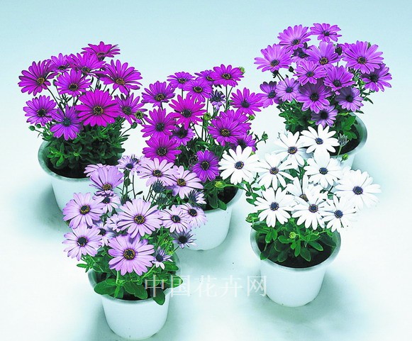 新優花卉 大花牽牛 南非萬壽菊