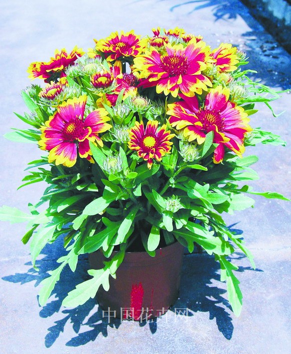 新優花卉 大花牽牛 南非萬壽菊