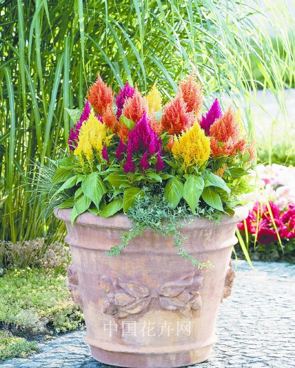 新優花卉 大花牽牛 南非萬壽菊