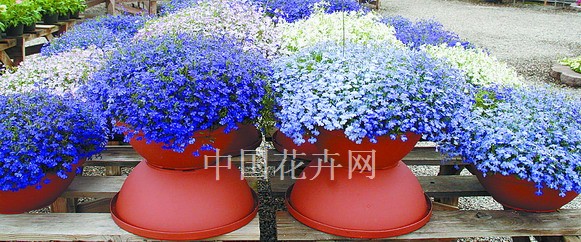 新優花卉 大花牽牛 南非萬壽菊