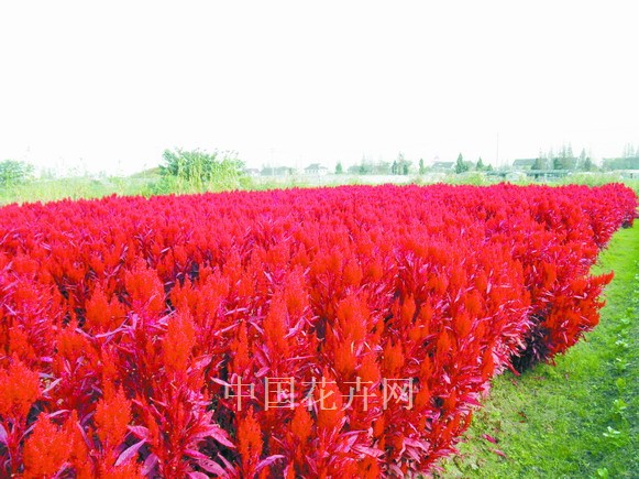 新優花卉 大花牽牛 南非萬壽菊