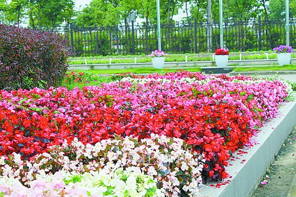 新優花卉 大花牽牛 南非萬壽菊