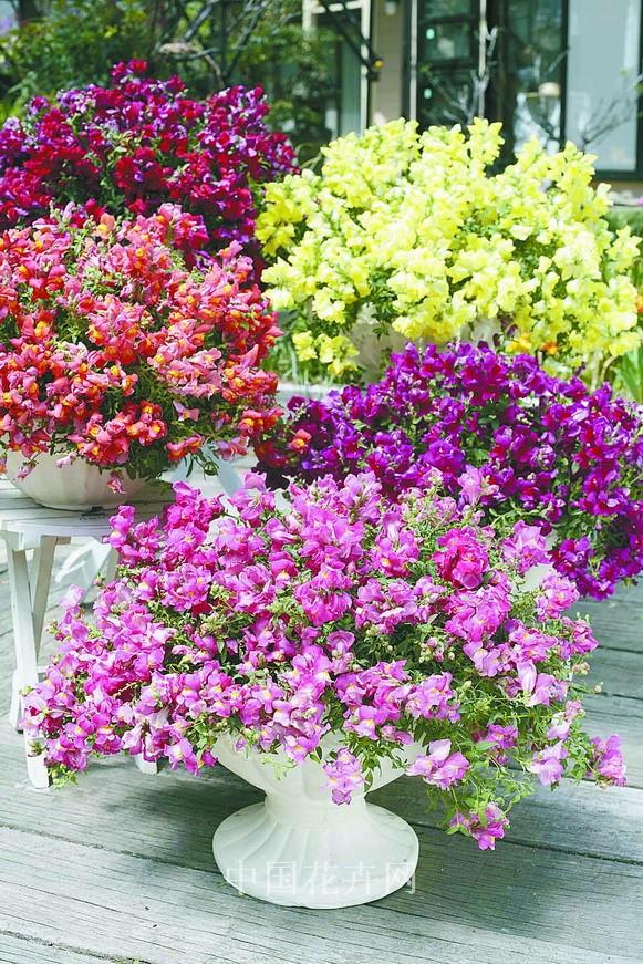 新優花卉 大花牽牛 南非萬壽菊