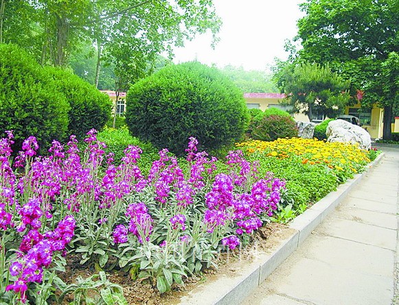 新優花卉 大花牽牛 南非萬壽菊