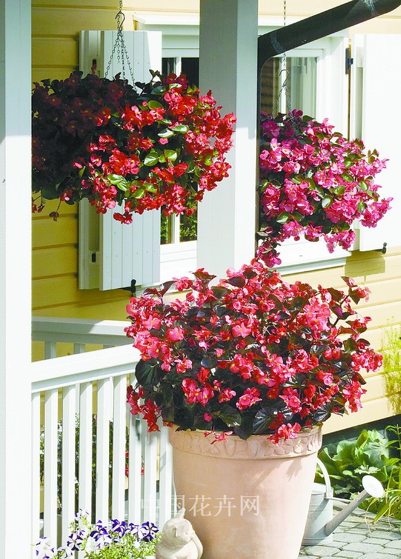 新優花卉 大花牽牛 南非萬壽菊