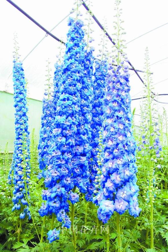 新優花卉 大花牽牛 南非萬壽菊