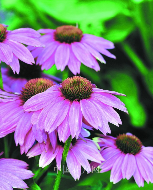 新優花卉 大花牽牛 南非萬壽菊