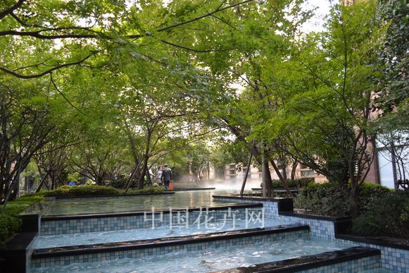 屋頂綠化 櫻花 苗木