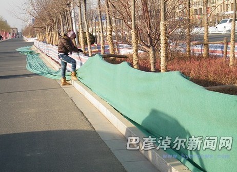 綠化 防寒 行道樹