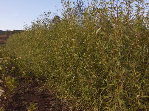 觀枝植物 龍柳 園林