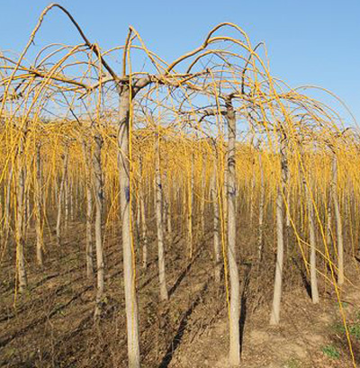 觀枝植物 金枝龍爪槐 綠化
