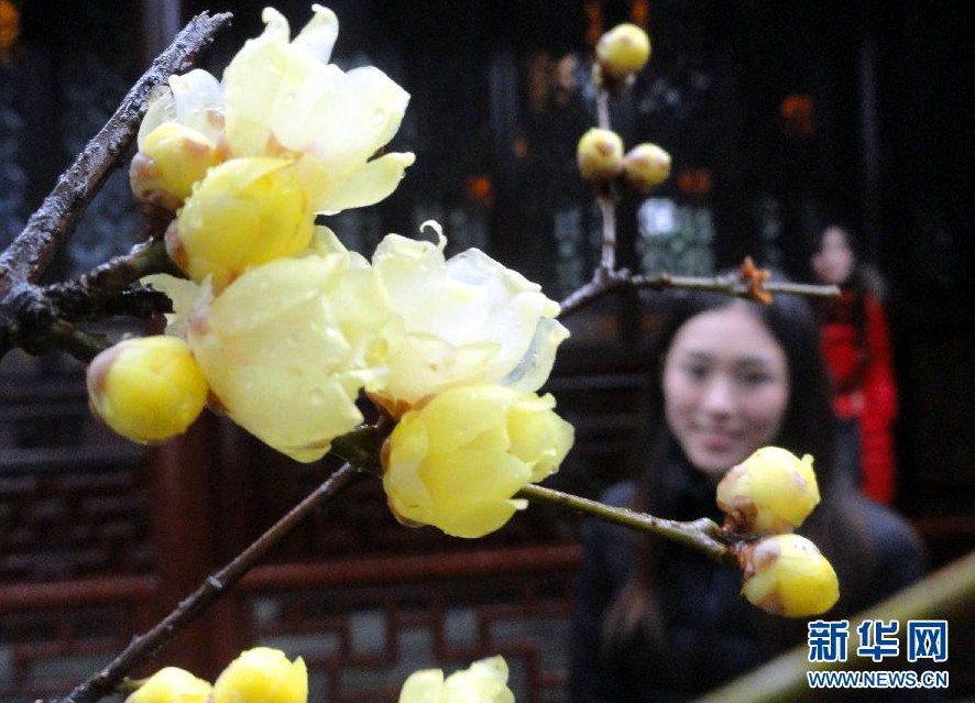 姑蘇園 臘梅 新年