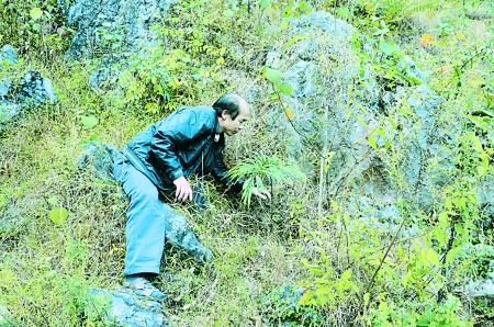 廣西 蘇鐵 植物