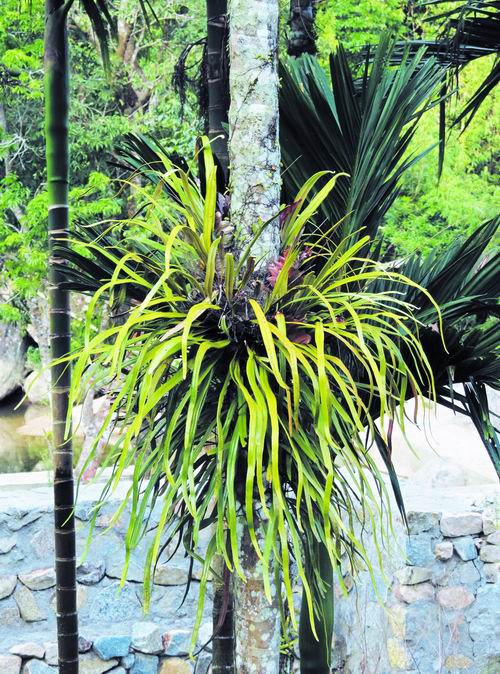 南洋石韋 植物 滅絕物種