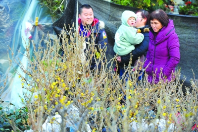 臘梅 盆栽 花卉