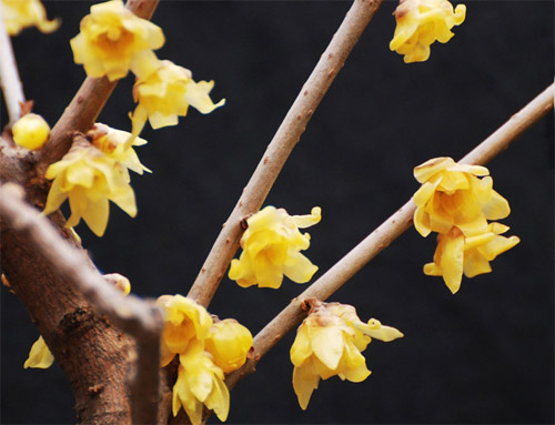 臘梅 虎蹄梅 素心梅