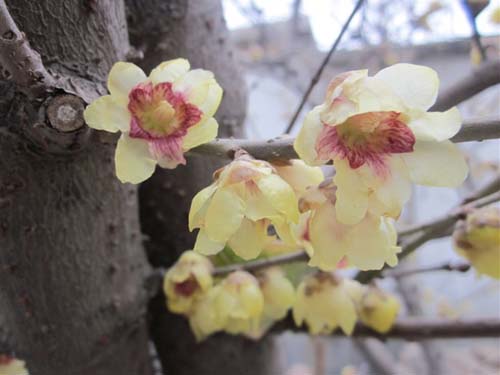 臘梅 虎蹄梅 素心梅