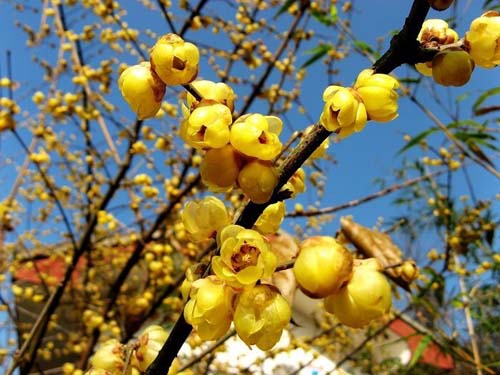 臘梅 虎蹄梅 素心梅