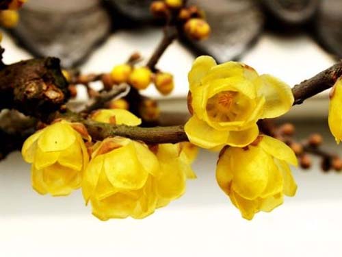 臘梅 虎蹄梅 素心梅