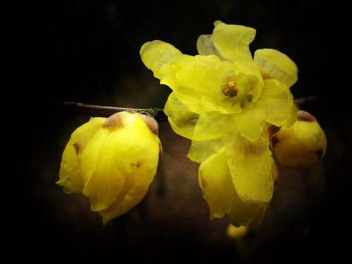 臘梅 虎蹄梅 素心梅