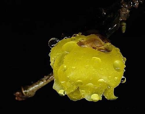 臘梅 金鐘梅 狗牙梅