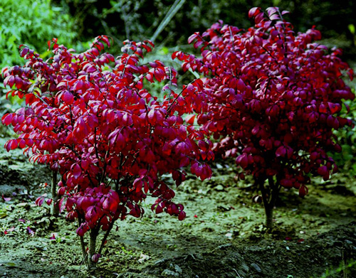 城市綠化 彩葉樹種 藍(lán)葉忍冬