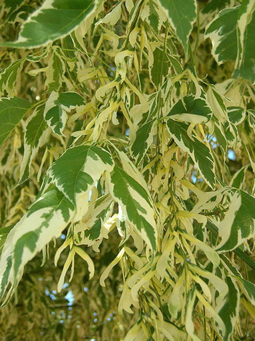 城市綠化 彩葉樹種 藍葉忍冬