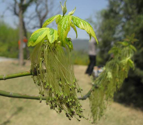 城市綠化 彩葉樹種 藍葉忍冬