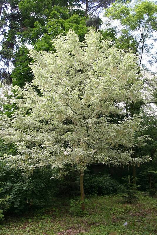 城市綠化 彩葉樹種 藍葉忍冬