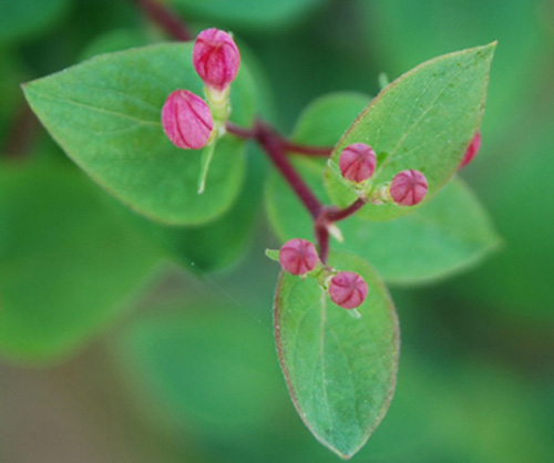 城市綠化 彩葉樹種 藍(lán)葉忍冬