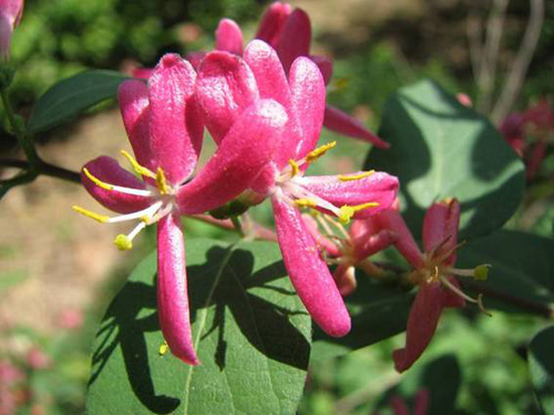 城市綠化 彩葉樹種 藍(lán)葉忍冬