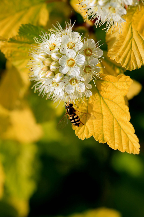 城市綠化 彩葉樹種 藍葉忍冬
